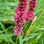 Bistorta amplexicaulis Flower