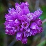 Allium serra Kvet