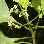 Psychotria panamensis Liść