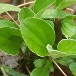 Antennaria plantaginifolia Levél