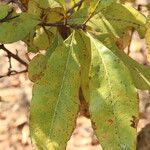 Faurea rochetiana Blatt