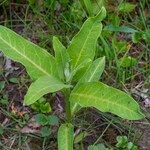 Asclepias syriacaLehti