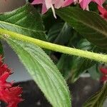Pentas lanceolata Kabuk