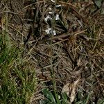 Anarrhinum laxiflorum Libunga