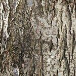 Alnus cordata Rusca