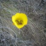 Calochortus clavatus Flower