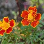 Tagetes tenuifolia Квітка