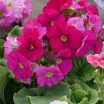 Primula hirsuta Květ