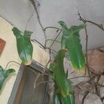 Philodendron bipennifolium ഇല