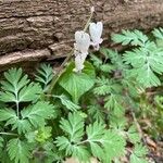 Dicentra canadensis Blatt