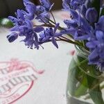 Hyacinthoides italica Lorea