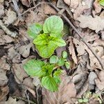 Circaea alpina Leaf