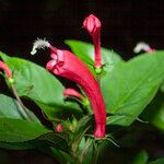 Centropogon cornutus Floare
