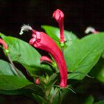 Centropogon cornutus Flower