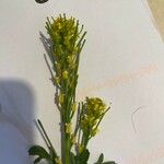 Barbarea intermedia Λουλούδι