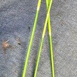 Carex sempervirens Ekosanga