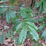 Phaleria capitata Leaf