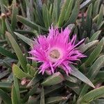 Carpobrotus acinaciformisफूल