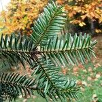 Abies numidica Anders