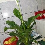 Spathiphyllum floribundum 葉