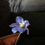 Delphinium leroyi Квітка