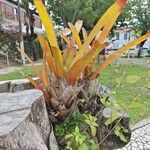 Aechmea blanchetiana Leaf