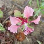 Clarkia unguiculata 花