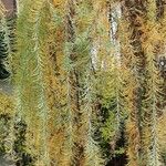 Larix kaempferi Folla