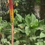 Amorphophallus paeoniifolius Alkat (teljes növény)