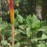 Amorphophallus paeoniifolius Hàbitat