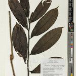 Heteropsis flexuosa Hoja