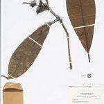 Licaria macrophylla