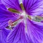 Geranium ibericum Çiçek