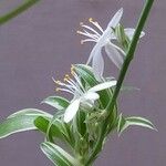 Chlorophytum comosumFlower