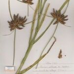 Bolboschoenus glaucus عادت داشتن