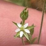 Arenaria serpyllifolia 花