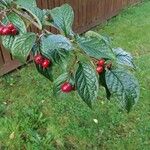 Cotoneaster bullatus 整株植物
