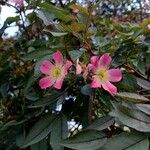 Rosa ferruginea Λουλούδι