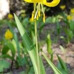 Erythronium grandiflorum Květ