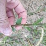 Heterotheca subaxillaris Leaf