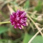 Allium sphaerocephalon Çiçek