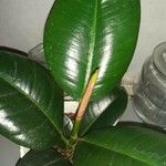 Ficus elastica Folha