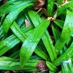 Carex plantaginea Leaf