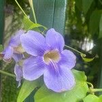 Thunbergia grandifloraപുഷ്പം