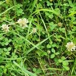 Trifolium repensKukka