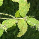 Croton hirtus পাতা