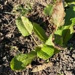 Rumex × acutus Leaf