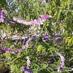 Salvia leucantha Hábitos