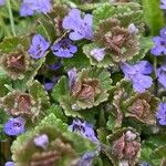 Glechoma hederacea Blatt