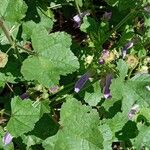 Malva sylvestris Hoja